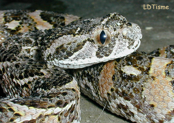 bitis arietans 01.jpg [127 Kb]